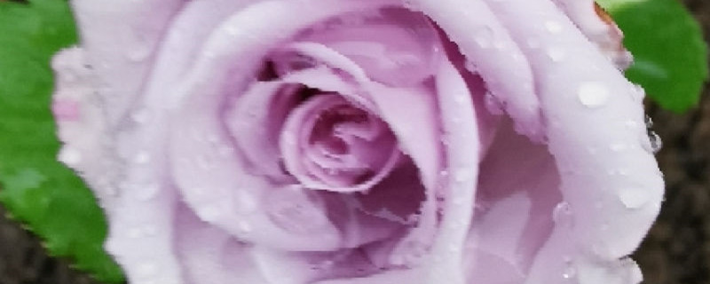 紫色月季花有哪些品种 紫色月季花有哪些品种