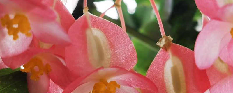 竹节海棠有几个品种 竹节海棠有几个品种