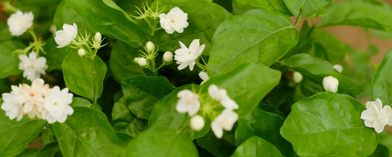 茉莉花的品种有哪些 茉莉花的品种有哪些