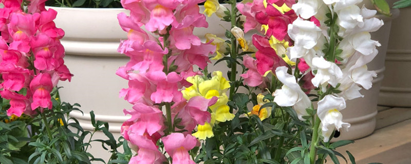 哪些草会开花 哪些草会开花
