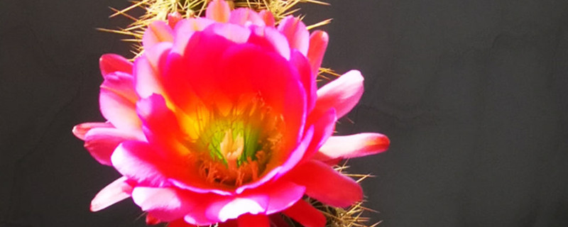 毛花柱最易开花的品种有哪些 毛花柱最易开花的品种有哪些
