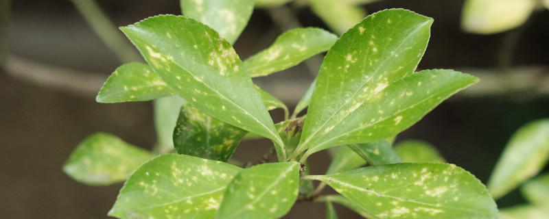 植物有哪些组织 植物有哪些组织