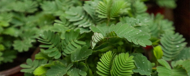 植物有趣的自然现象有哪些 植物有趣的自然现象有哪些