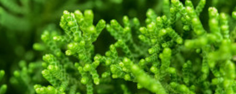 植物对人类的贡献有哪些? 植物对人类的贡献有哪些?