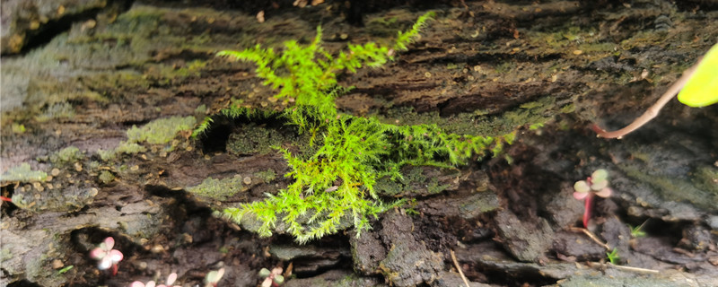 维管植物包括哪几类植物? 维管植物包括哪几类植物?
