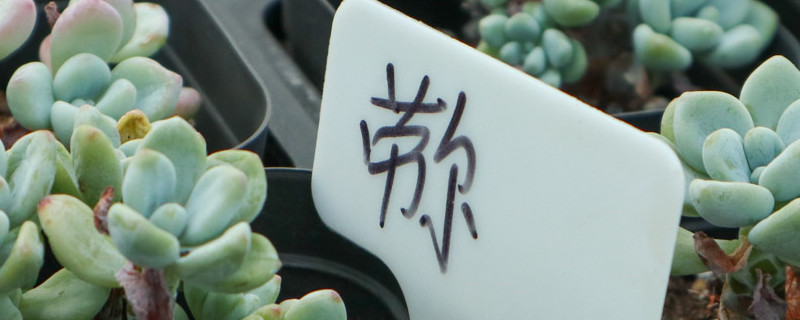 度夏困难的有哪些多肉 度夏困难的有哪些多肉