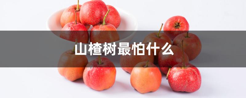 山楂树最怕什么 山楂树最怕什么