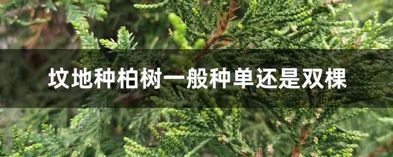 坟地种柏树一般种单还是双棵 坟地种柏树一般种单还是双棵