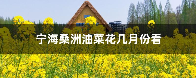 宁海桑洲油菜花几月份看 宁海桑洲油菜花几月份看