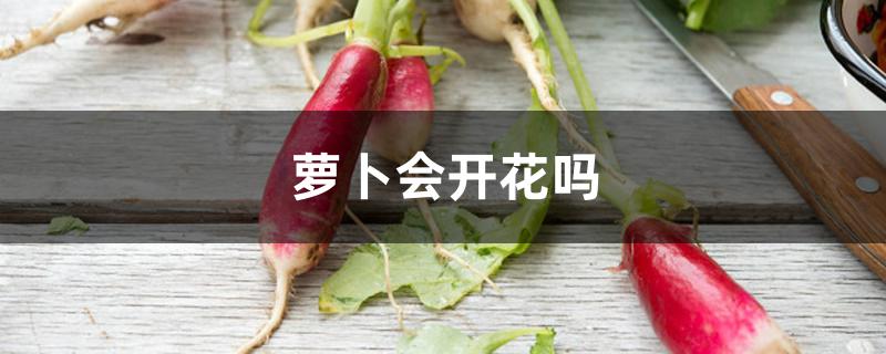 萝卜会开花吗 萝卜会开花吗