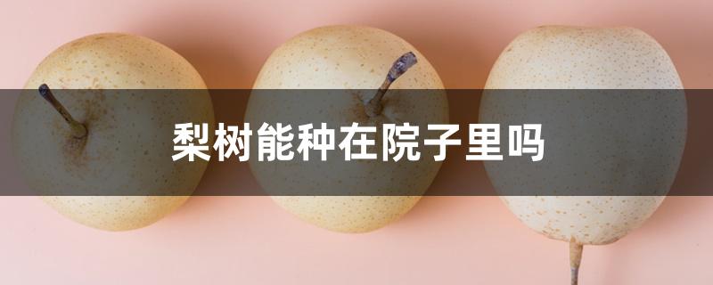 梨树能种在院子里吗 梨树能种在院子里吗