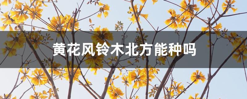 黄花风铃木北方能种吗 黄花风铃木北方能种吗