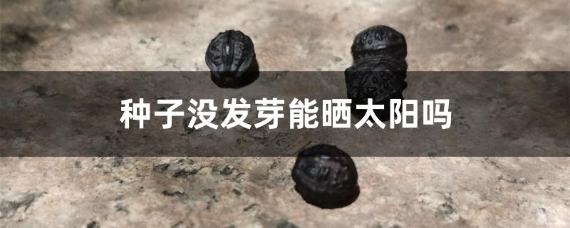 种子没发芽能晒太阳吗 种子没发芽能晒太阳吗