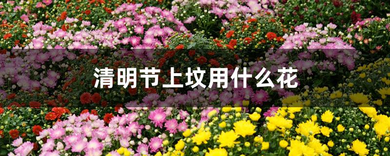 清明节上坟用什么花 清明节上坟用什么花