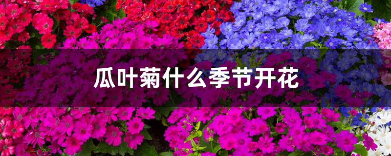 瓜叶菊什么季节开花 瓜叶菊什么季节开花