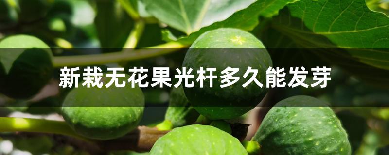 新栽无花果光杆多久能发芽 新栽无花果光杆多久能发芽