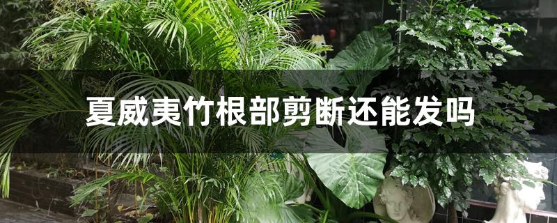 夏威夷竹根部剪断还能发吗 夏威夷竹根部剪断还能发吗