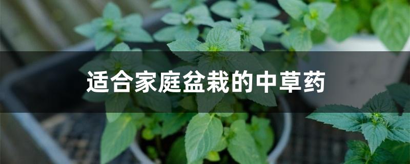 适合家庭盆栽的中草药 适合家庭盆栽的中草药