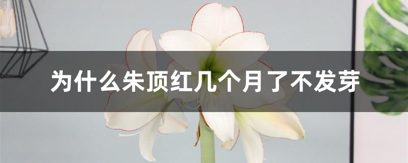 为什么朱顶红几个月了不发芽 为什么朱顶红几个月了不发芽