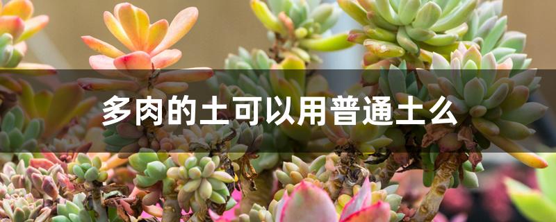 多肉的土可以用普通土么 多肉的土可以用普通土么