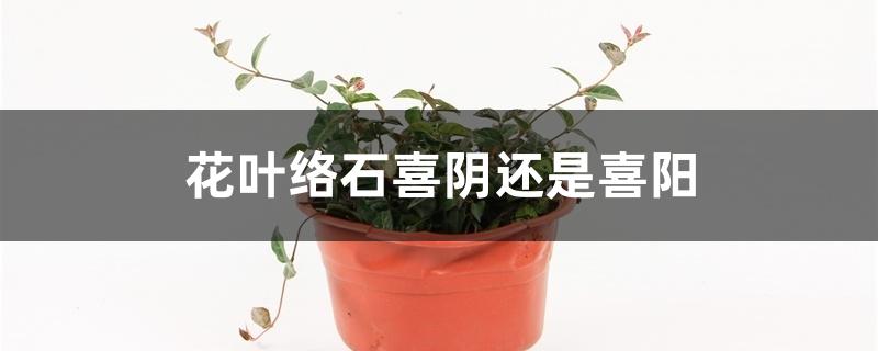 花叶络石喜阴还是喜阳 花叶络石喜阴还是喜阳