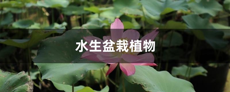 水生盆栽植物有哪些 水生盆栽植物有哪些