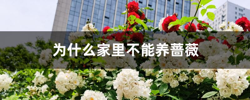 为什么家里不能养蔷薇 为什么家里不能养蔷薇