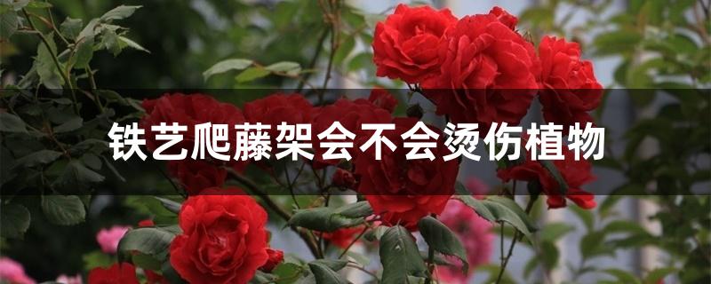铁艺爬藤架会不会烫伤植物 铁艺爬藤架会不会烫伤植物