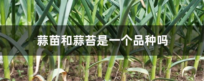 蒜苗和蒜苔是一个品种吗 蒜苗和蒜苔是一个品种吗