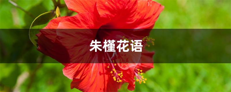 朱槿花语 朱槿花语