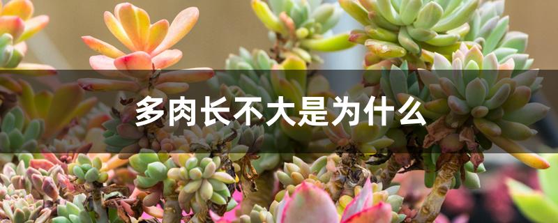 多肉长不大是为什么 多肉长不大是为什么