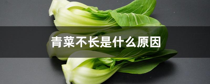 青菜不长是什么原因 青菜不长是什么原因