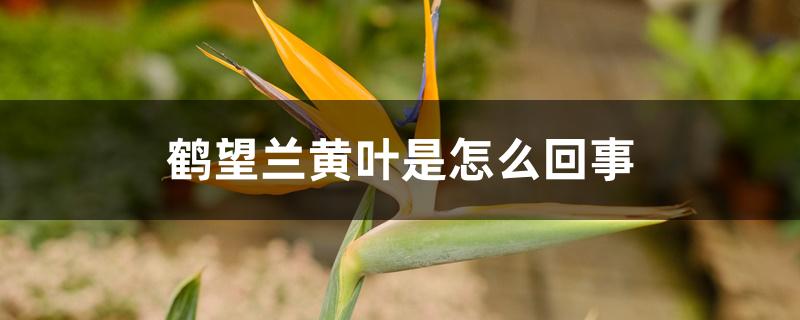 鹤望兰黄叶是怎么回事 鹤望兰黄叶是怎么回事