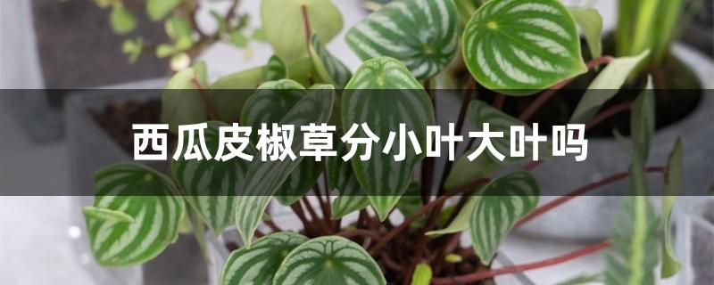 西瓜皮椒草分小叶大叶吗 西瓜皮椒草分小叶大叶吗