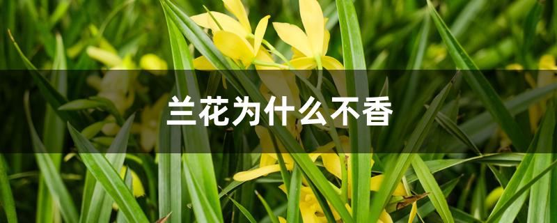 兰花为什么不香 兰花为什么不香