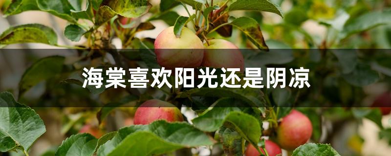 海棠喜欢阳光还是阴凉 海棠喜欢阳光还是阴凉