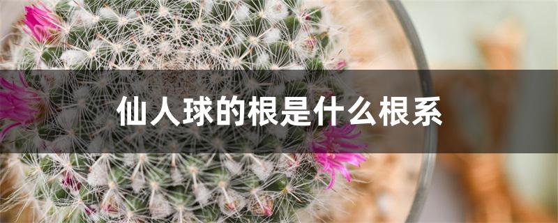 仙人球的根是什么根系 仙人球的根是什么根系