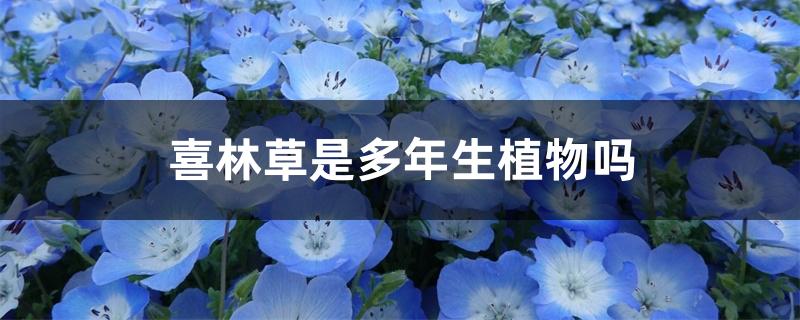 喜林草是多年生植物吗 喜林草是多年生植物吗