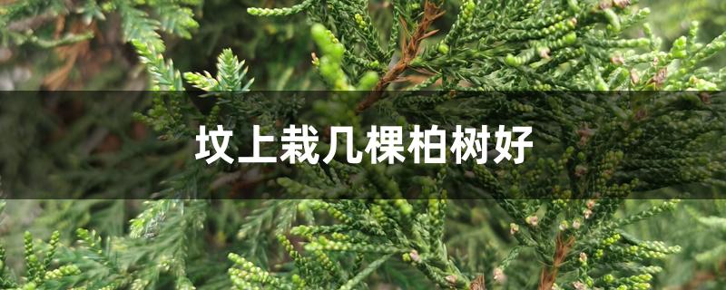 坟上栽几棵柏树好 坟上栽几棵柏树好