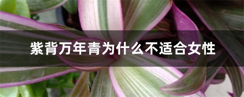紫背万年青为什么不适合女性 紫背万年青为什么不适合女性