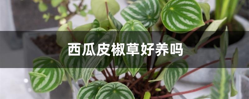 西瓜皮椒草好养吗