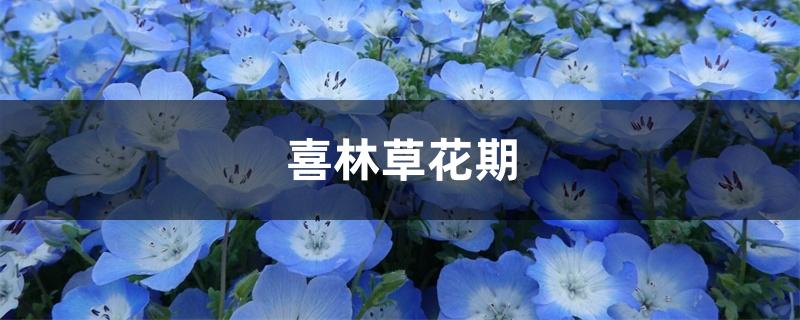 喜林草花期 喜林草花期