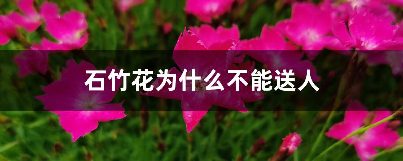 石竹花为什么不能送人 石竹花为什么不能送人