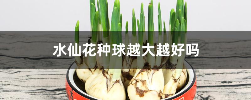 水仙花种球越大越好吗 水仙花种球越大越好吗