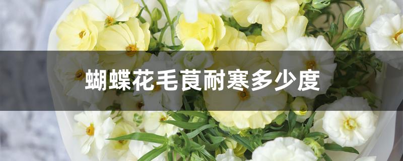 蝴蝶花毛茛耐寒多少度 蝴蝶花毛茛耐寒多少度