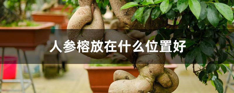 人参榕放在什么位置好 人参榕放在什么位置好