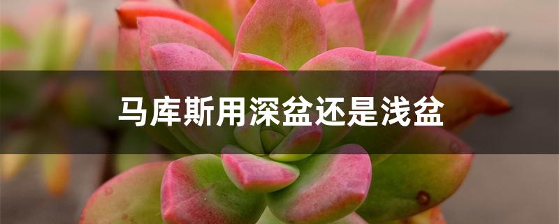 马库斯用深盆还是浅盆 马库斯用深盆还是浅盆