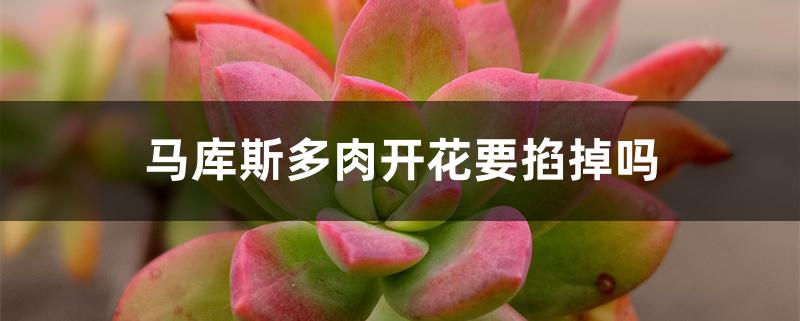 马库斯多肉开花要掐掉吗 马库斯多肉开花要掐掉吗