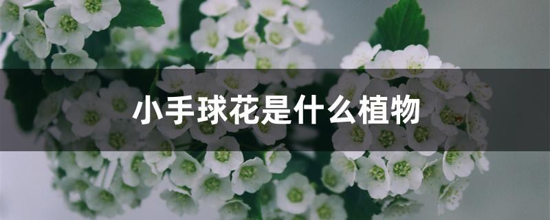 小手球花是什么植物 小手球花是什么植物