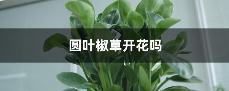 圆叶椒草开花吗 圆叶椒草开花吗
